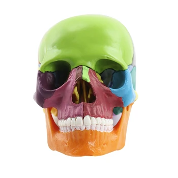 Учебная модель черепа 1: 2 для обучения студентов, учебная модель для сборки, простая в использовании, многоцветная
